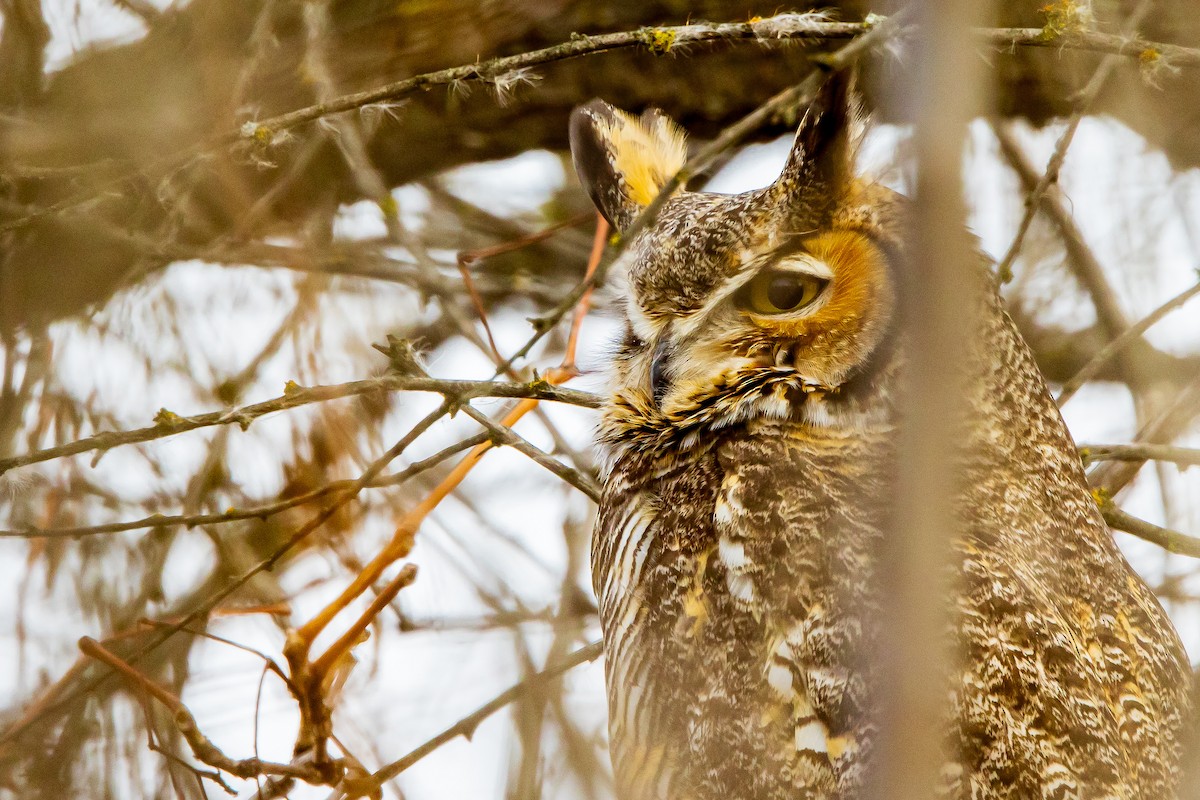 Great Horned Owl - David/Mary Phillips