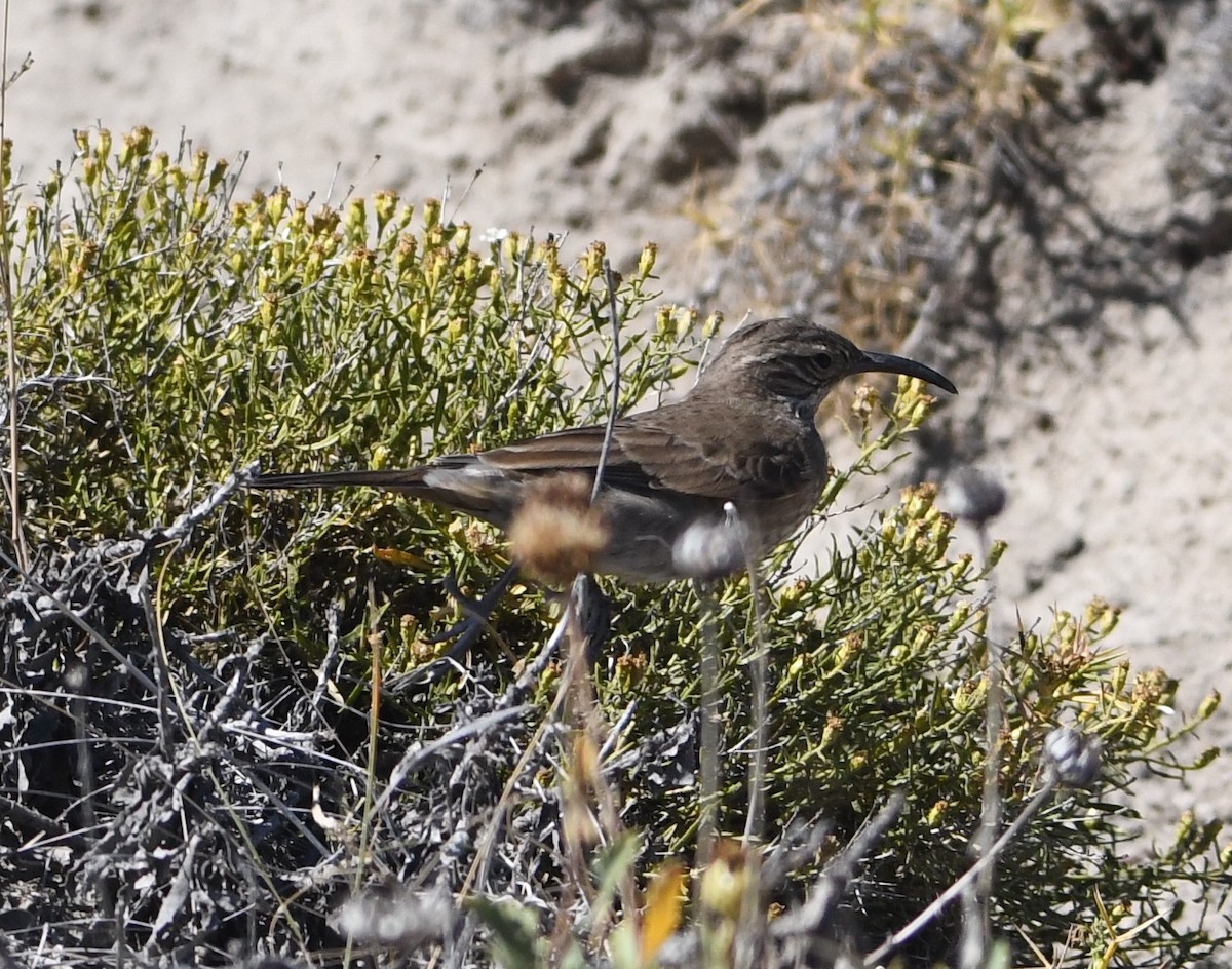 Scale-throated Earthcreeper - Andrew Melnykovych