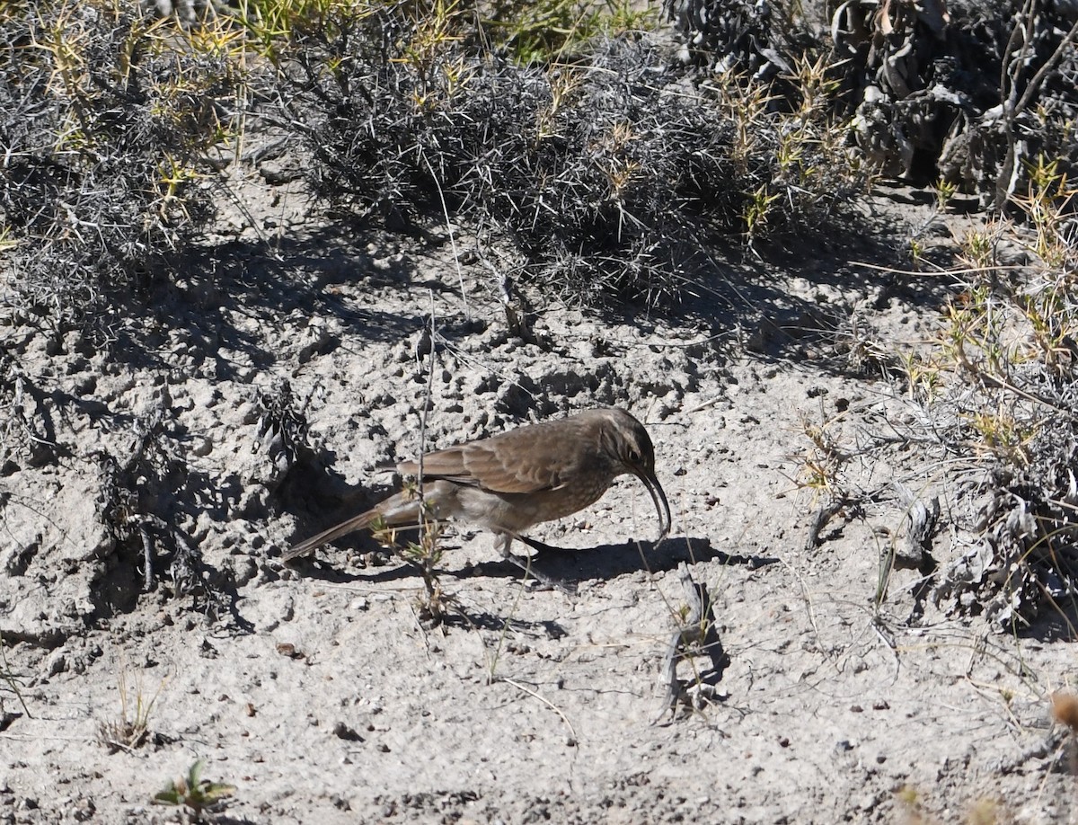 ウロコカマハシカマドドリ - ML613981328