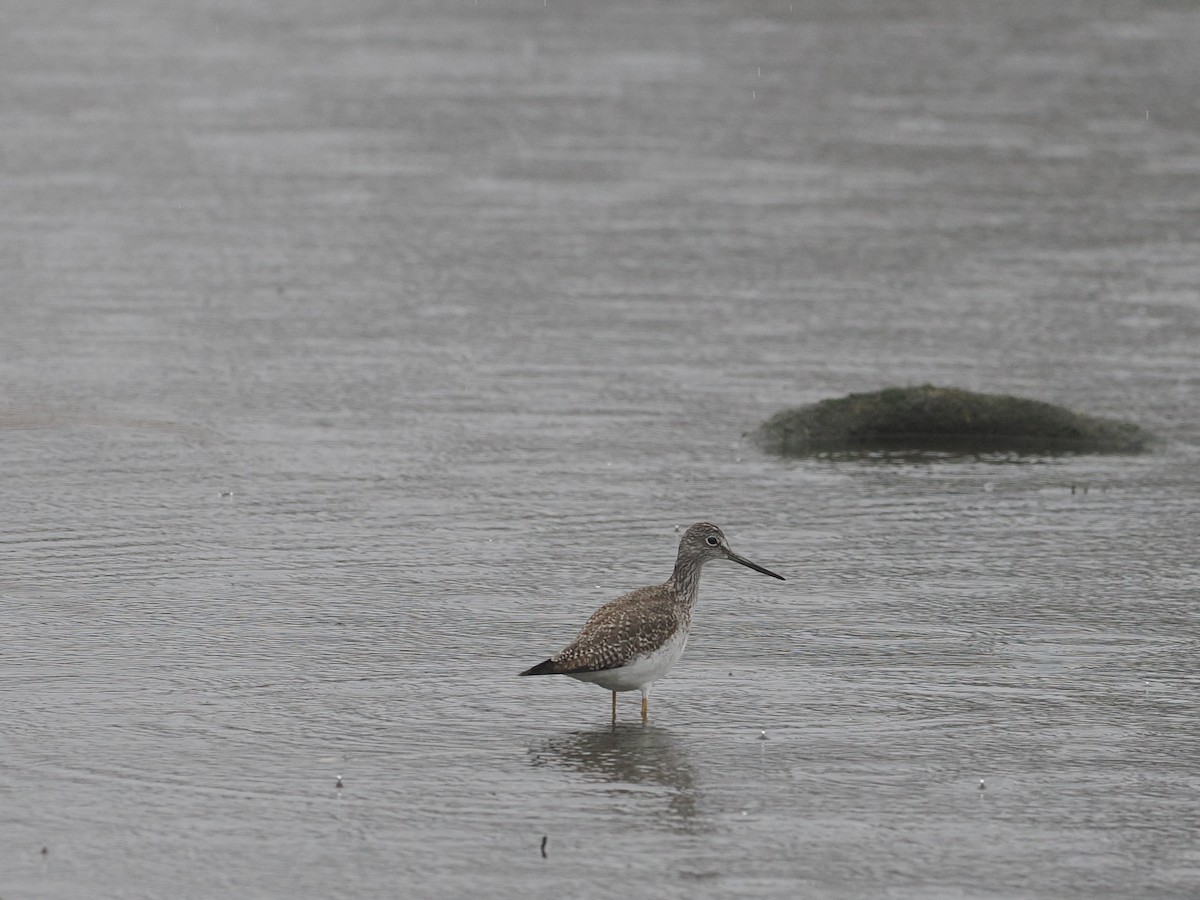 Greater Yellowlegs - ML613981350