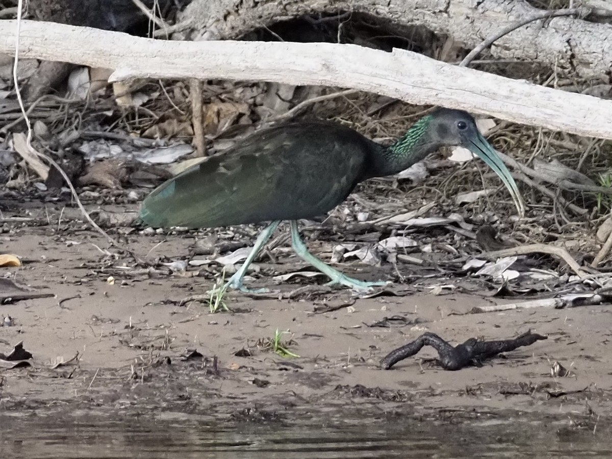 Green Ibis - ML613981365