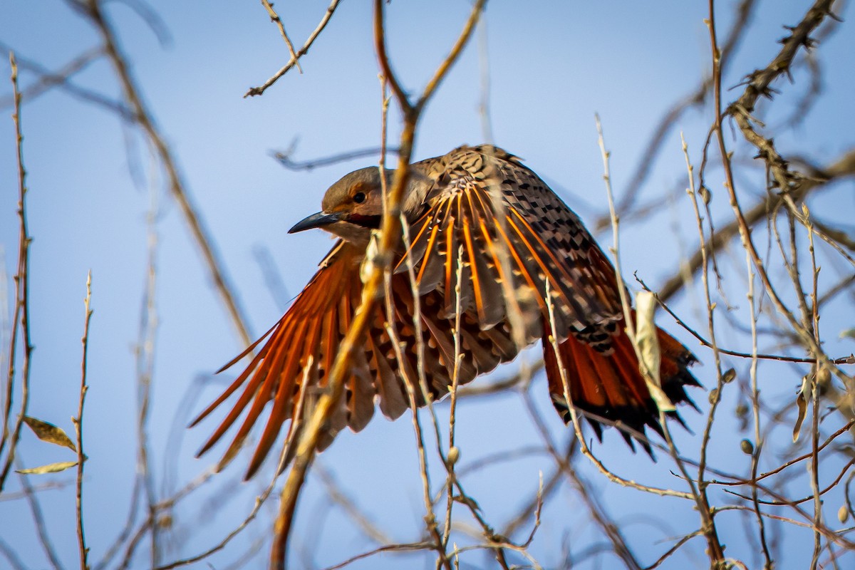 Northern Flicker - ML613981382