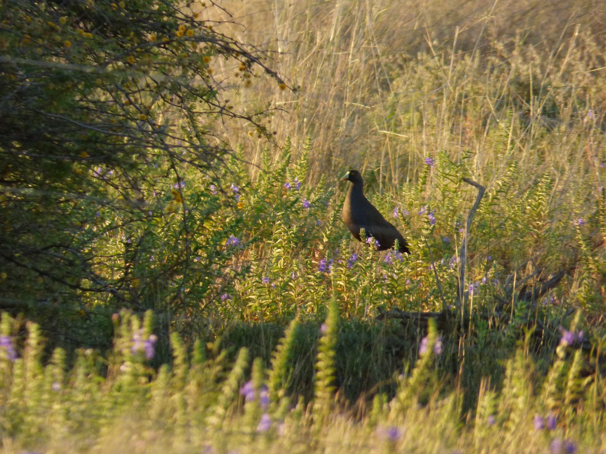 Black-tailed Nativehen - ML613981392