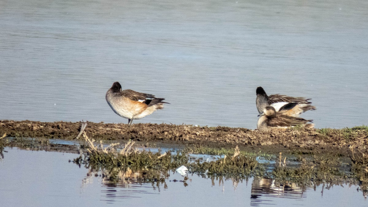 Chiloe Wigeon - ML613981402