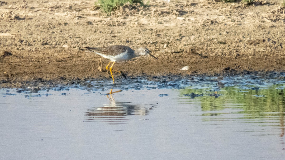 Lesser Yellowlegs - ML613981526