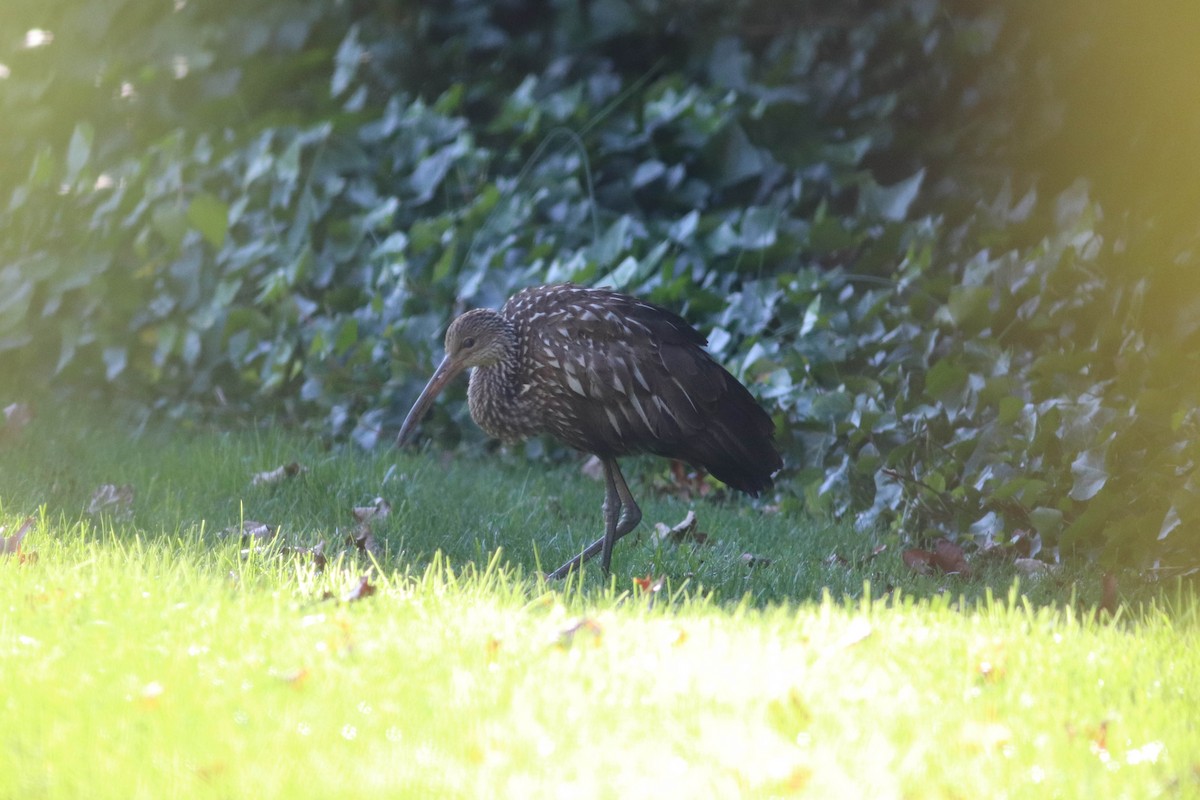 Limpkin - Andrew Marden