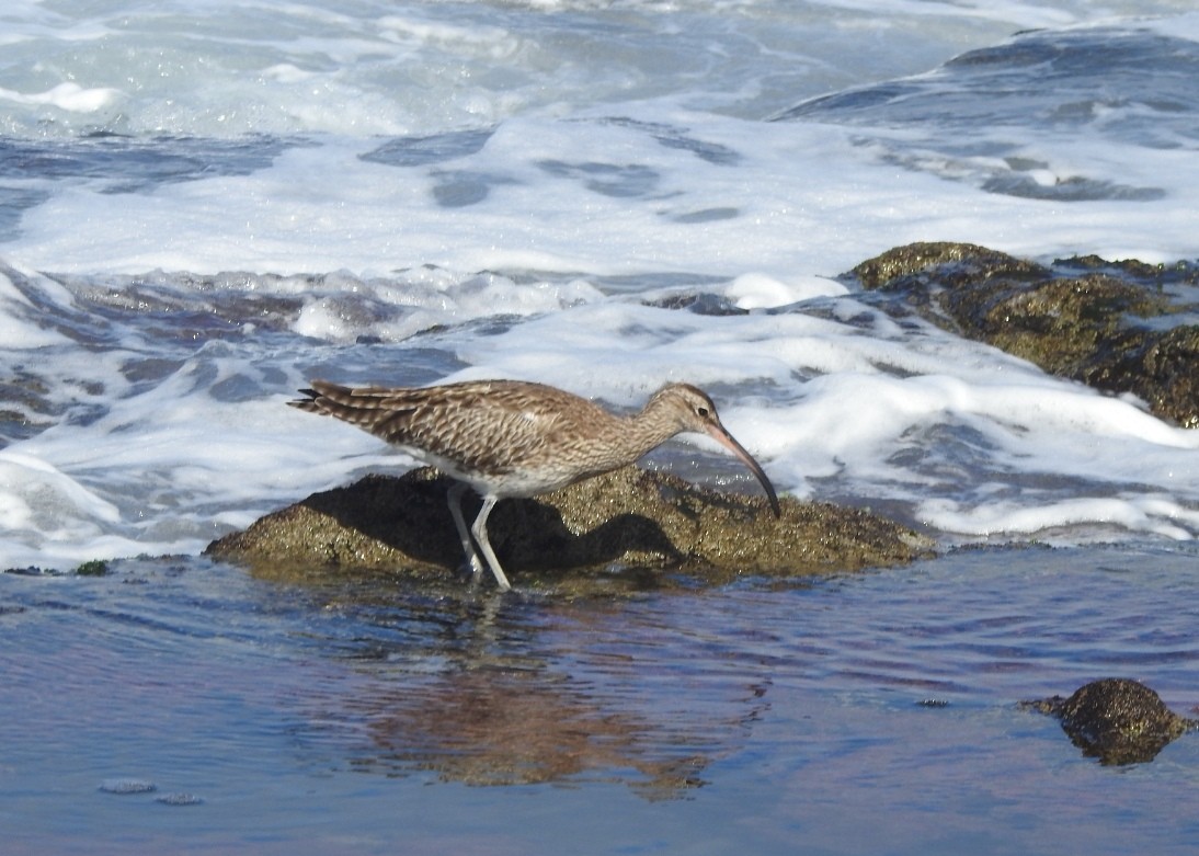 Whimbrel - ML613981658