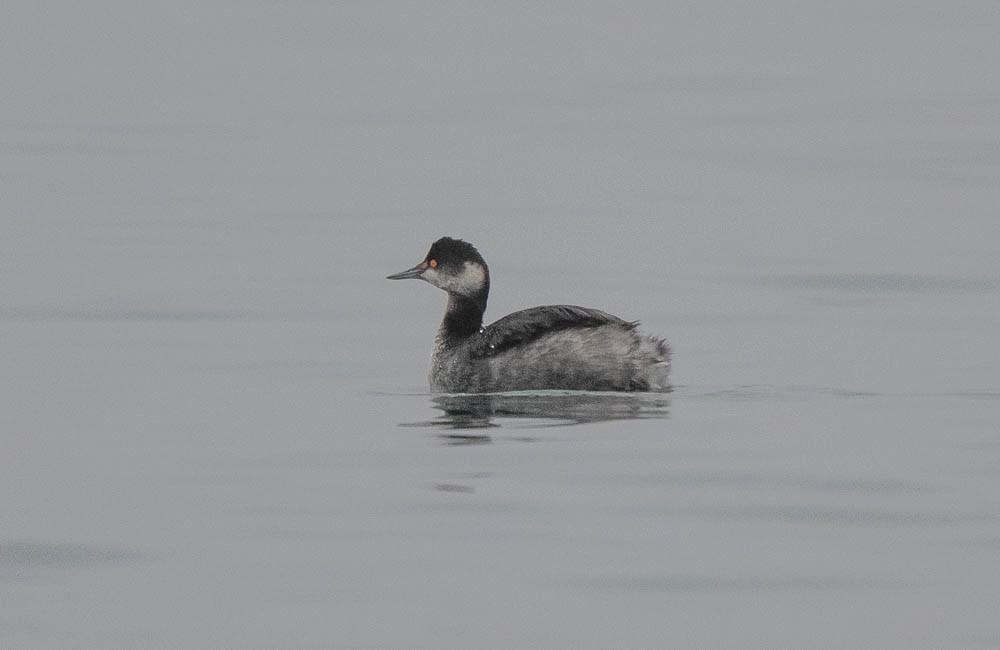 Eared Grebe - Gray Carlin