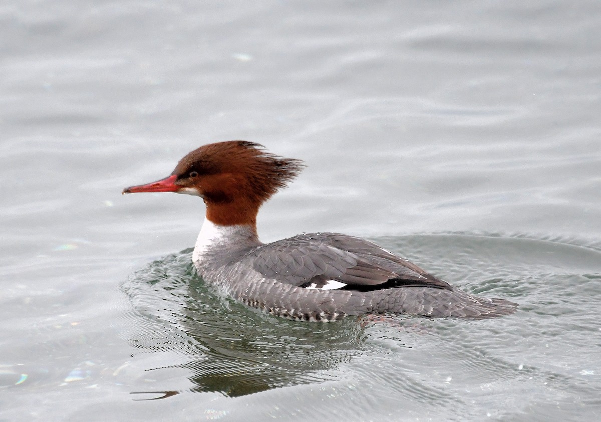 Common Merganser (North American) - ML613981702