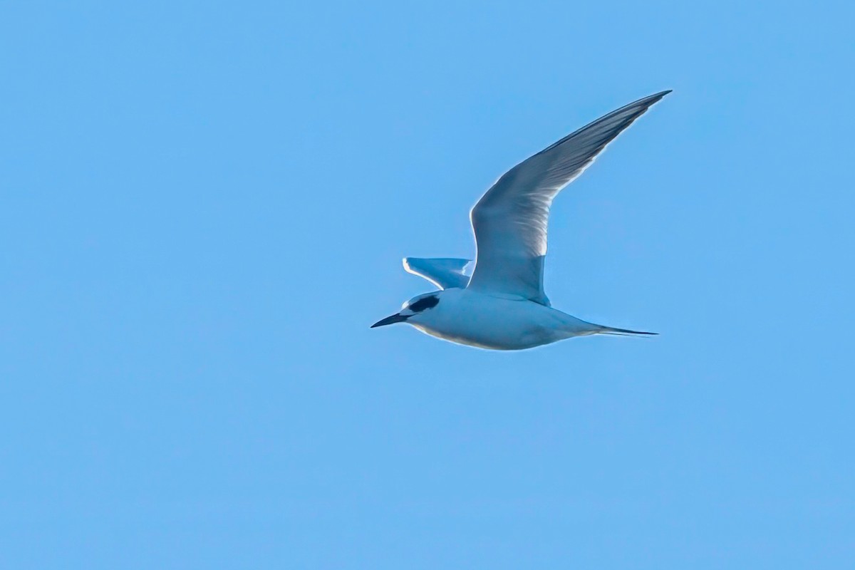 Forster's Tern - ML613981704