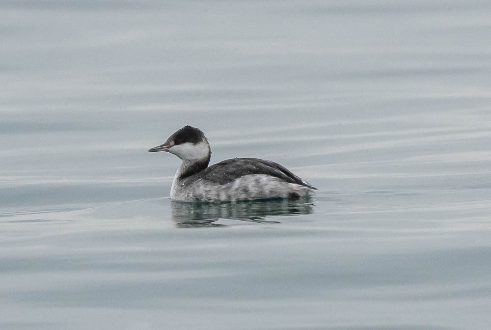 Horned Grebe - Gray Carlin