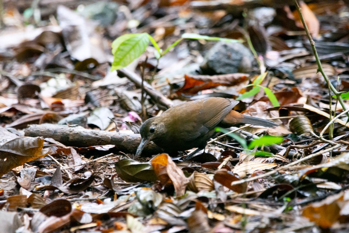 Rufous-breasted Leaftosser - Davi Pasqualetti