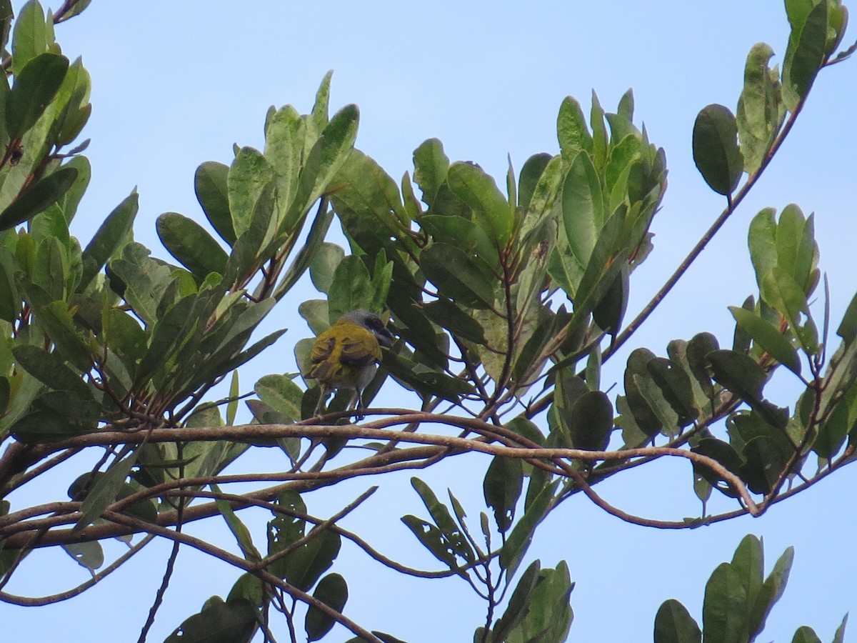 Yellow-shouldered Grosbeak - ML613981883