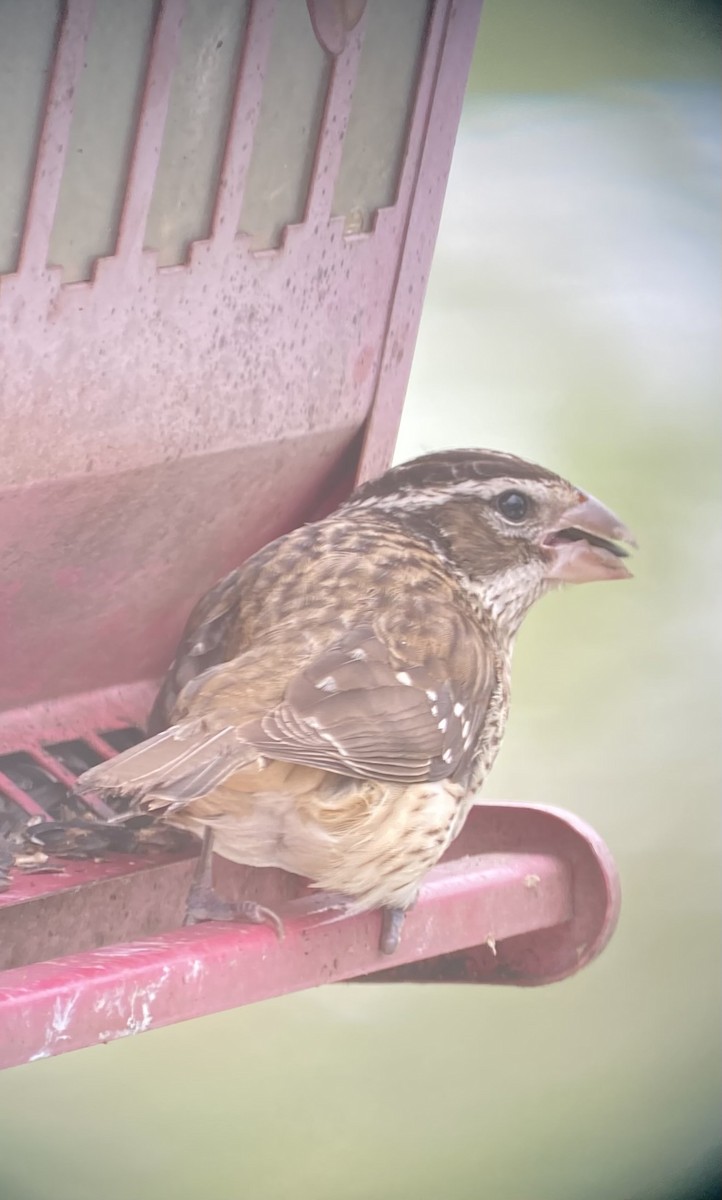 Rose-breasted Grosbeak - ML613981886