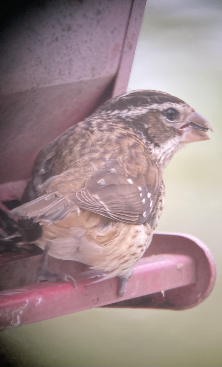 Rose-breasted Grosbeak - ML613981887