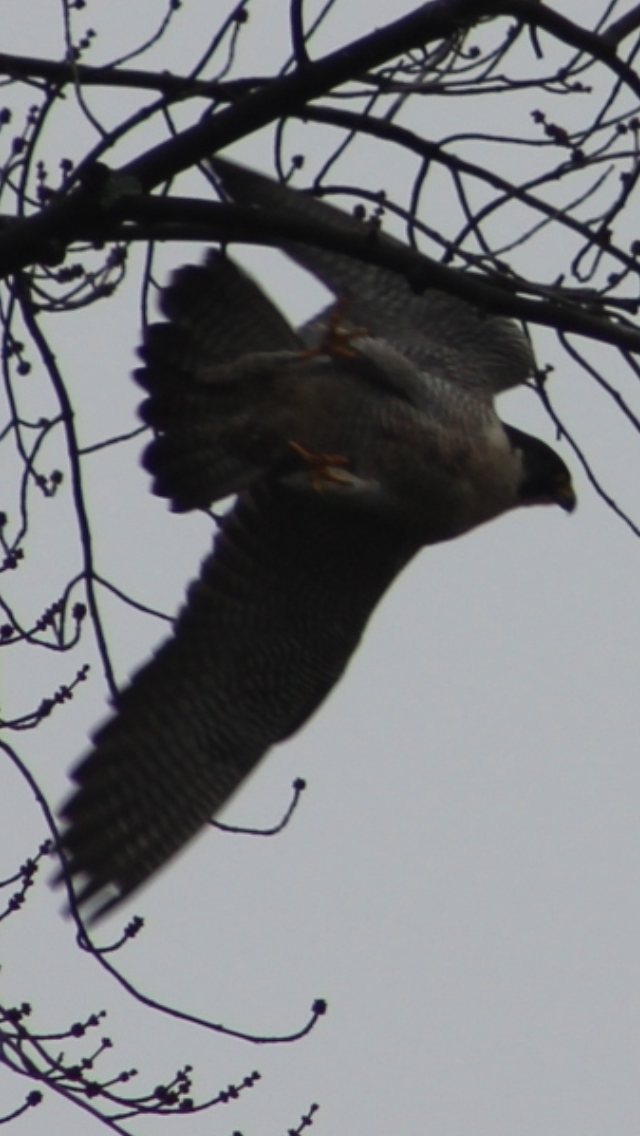 Peregrine Falcon - ML613981902