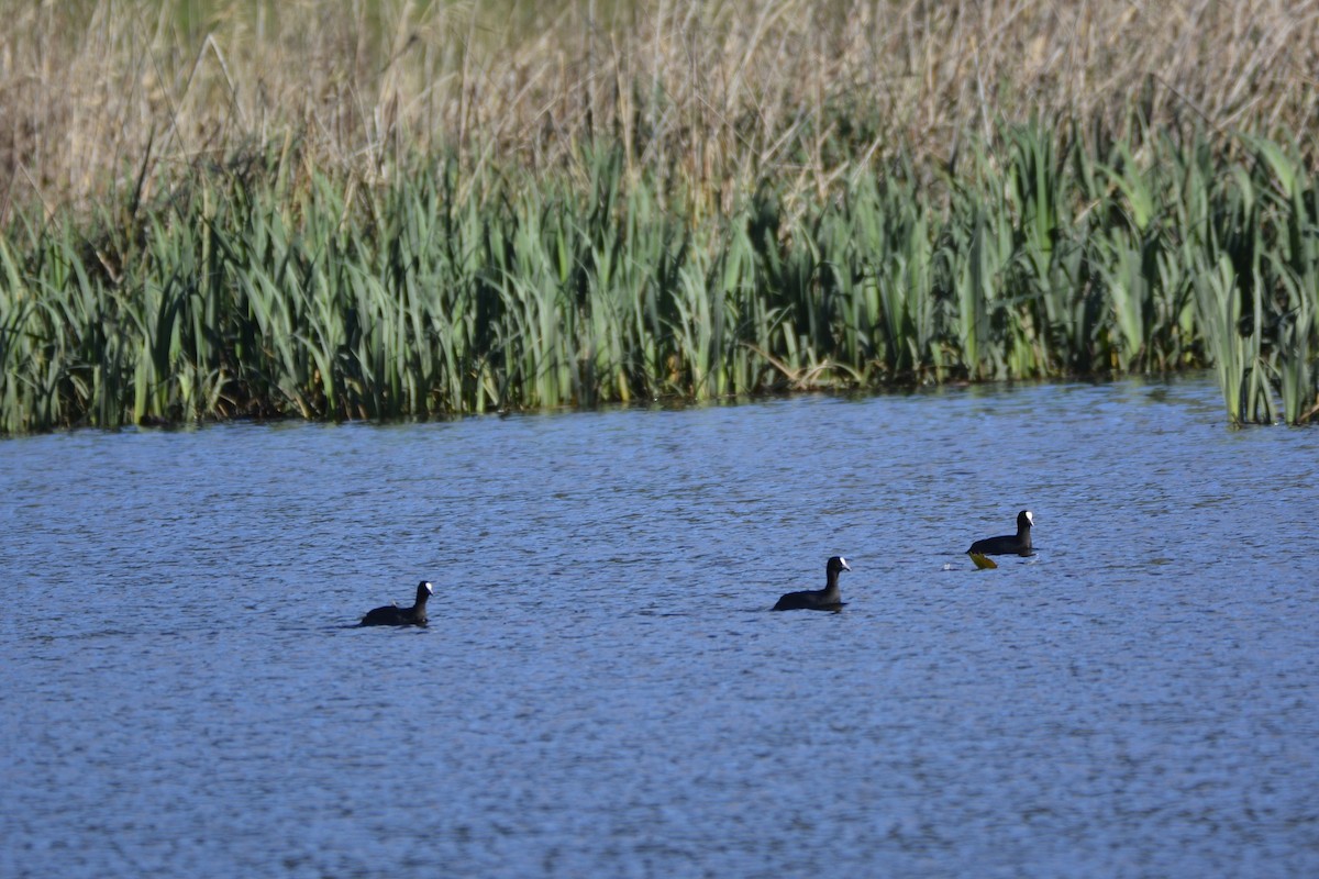 Eurasian Coot - ML613981942