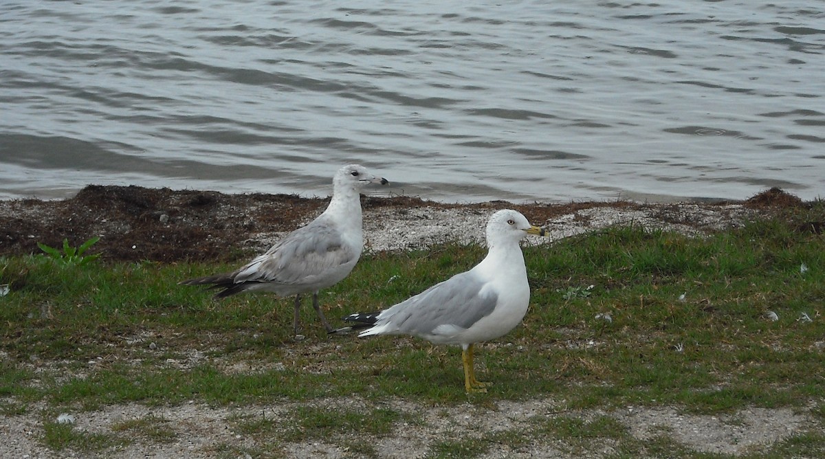 Ring-billed Gull - ML613981953