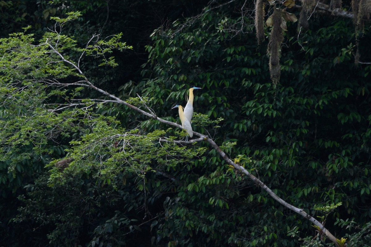 Capped Heron - Davi Pasqualetti