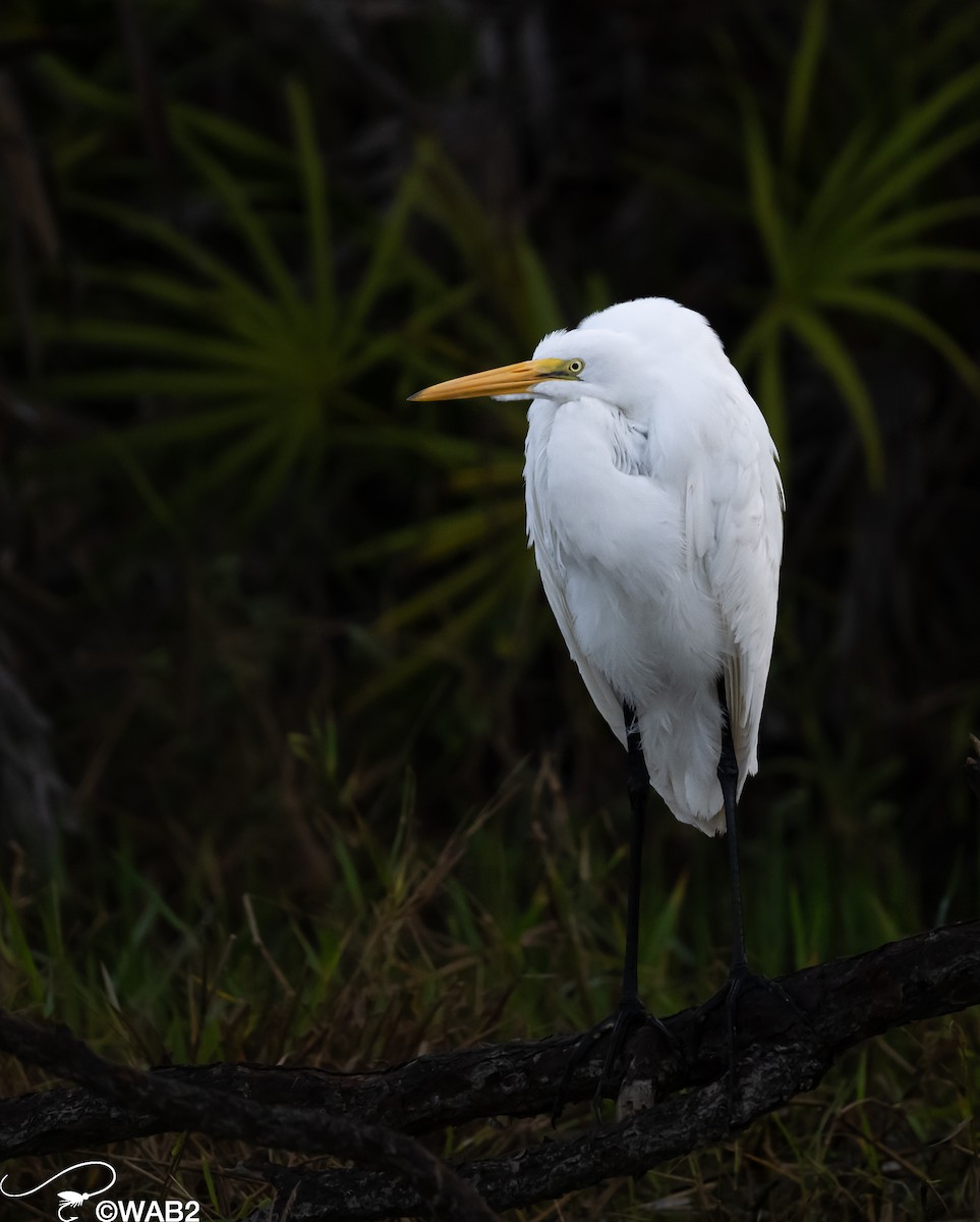 Great Egret - ML613981984