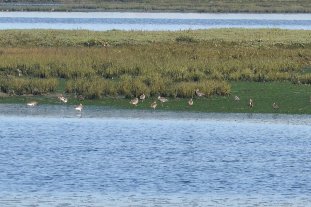 Eurasian Curlew - ML613982015