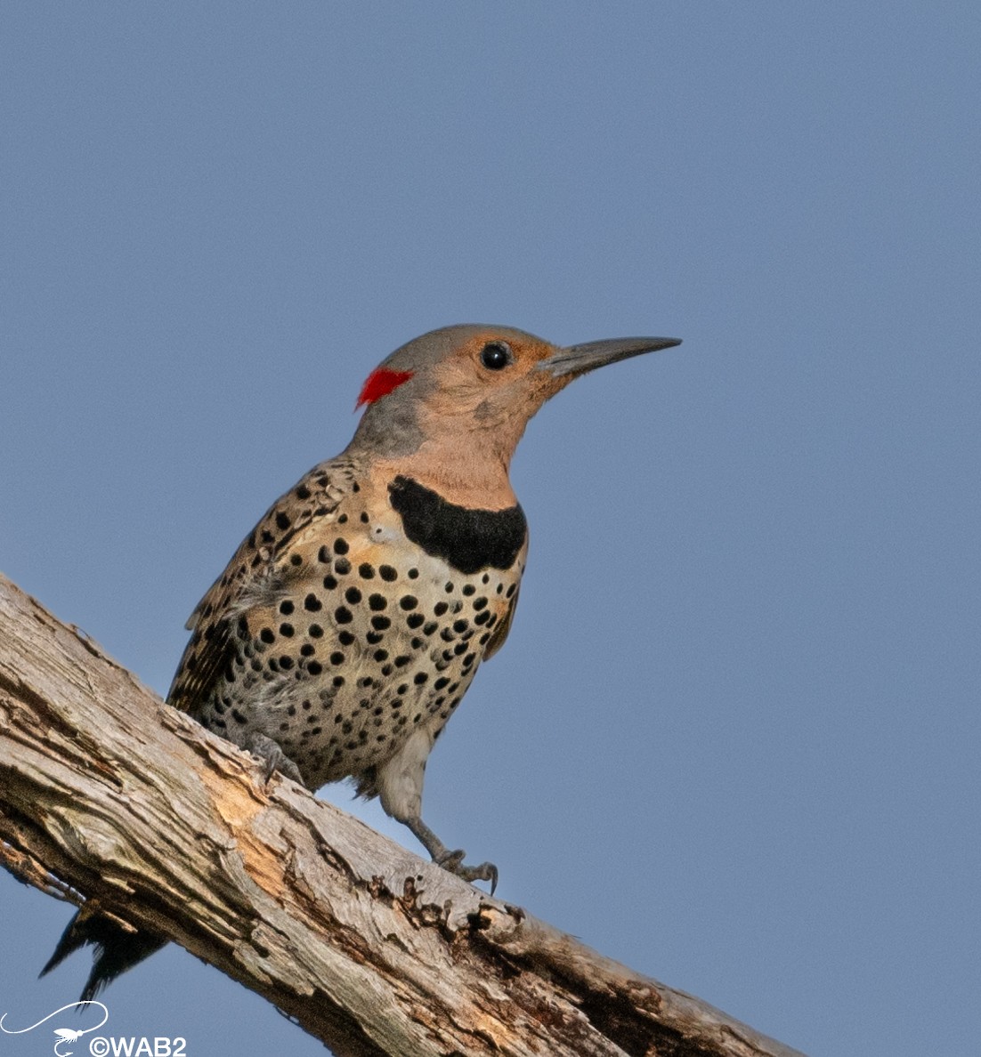 Northern Flicker - William Blodgett Jr.