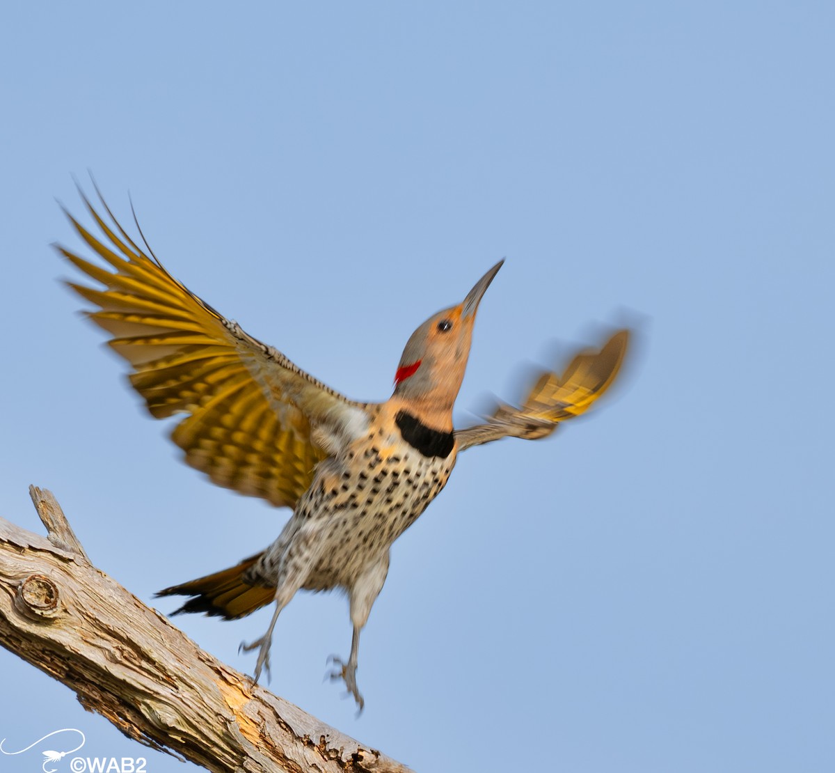 Northern Flicker - William Blodgett Jr.