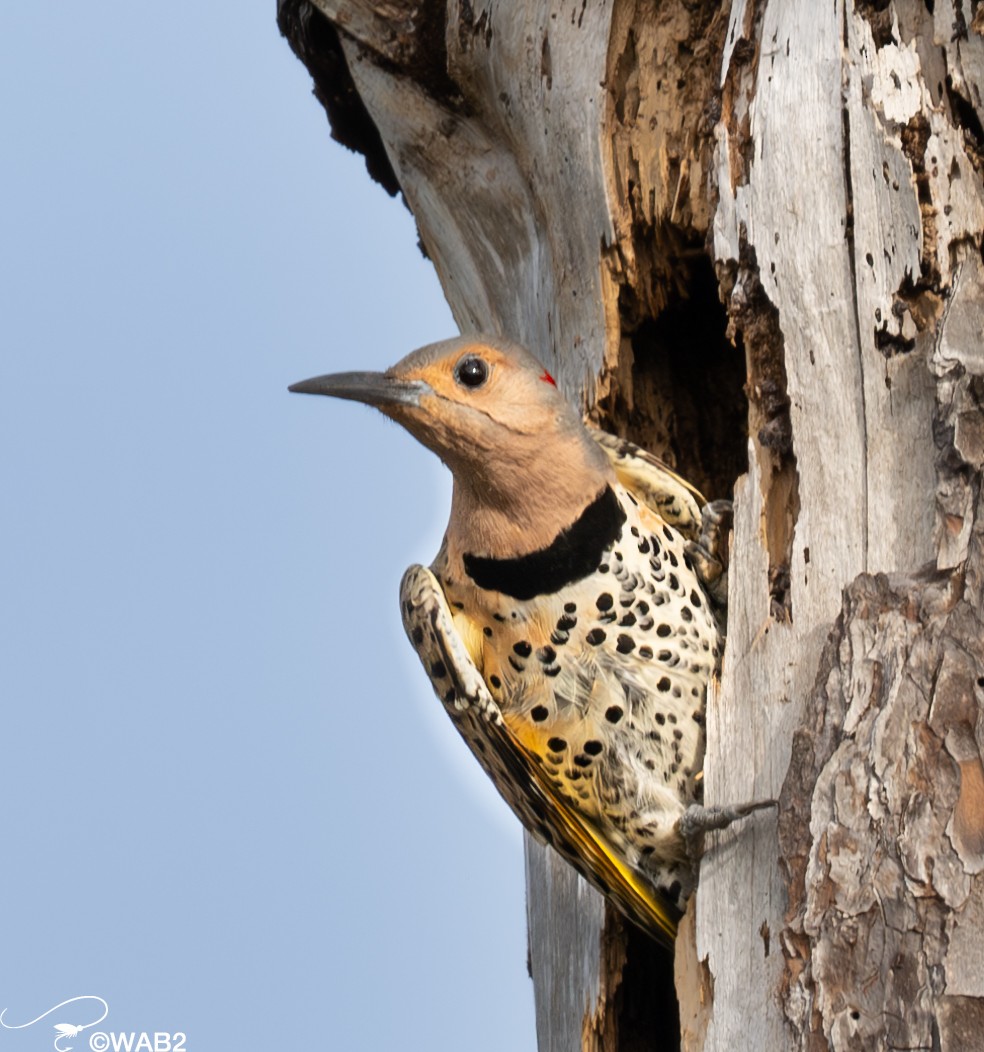 Northern Flicker - William Blodgett Jr.