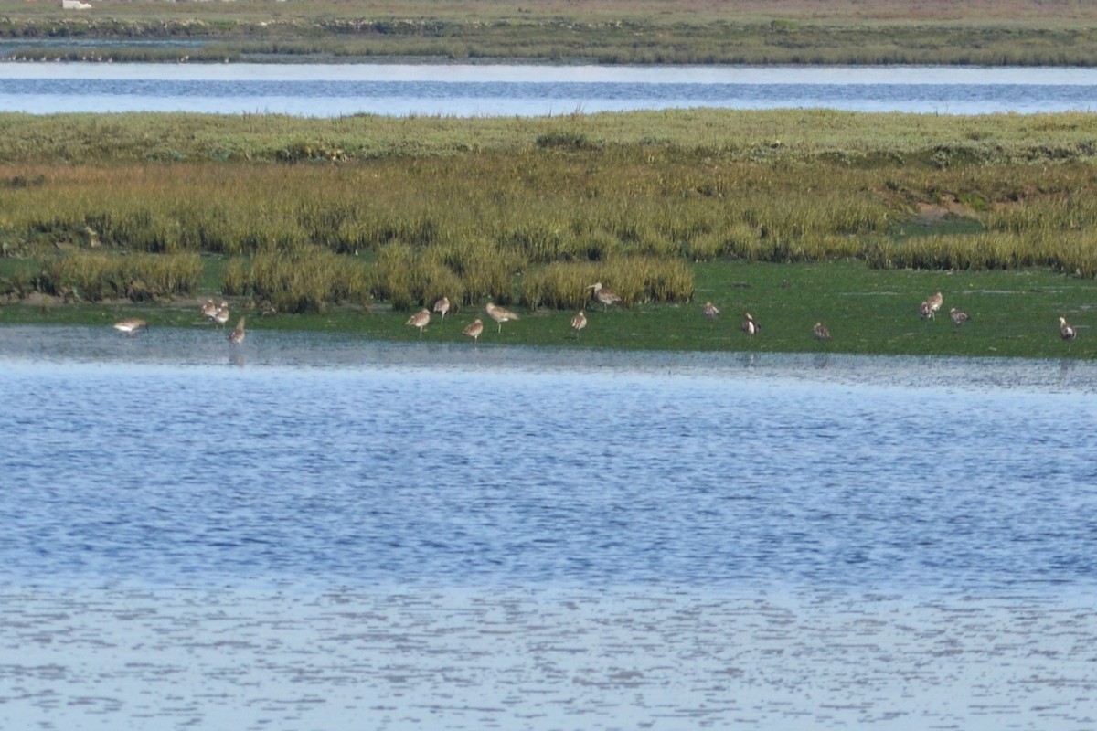 Eurasian Curlew - ML613982035