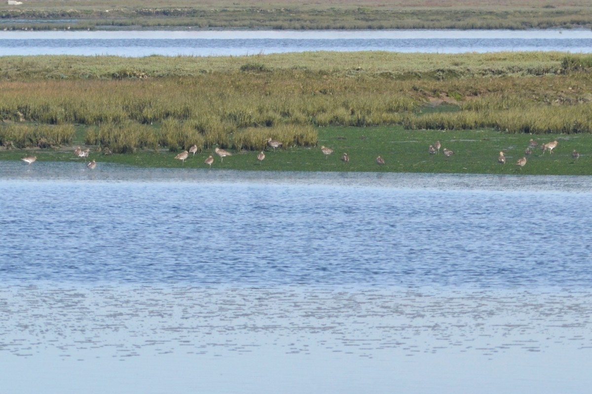 Eurasian Curlew - ML613982044