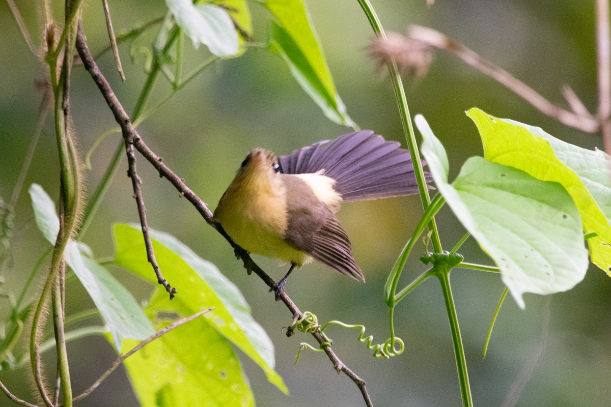 Black-tailed Flycatcher - ML613982069