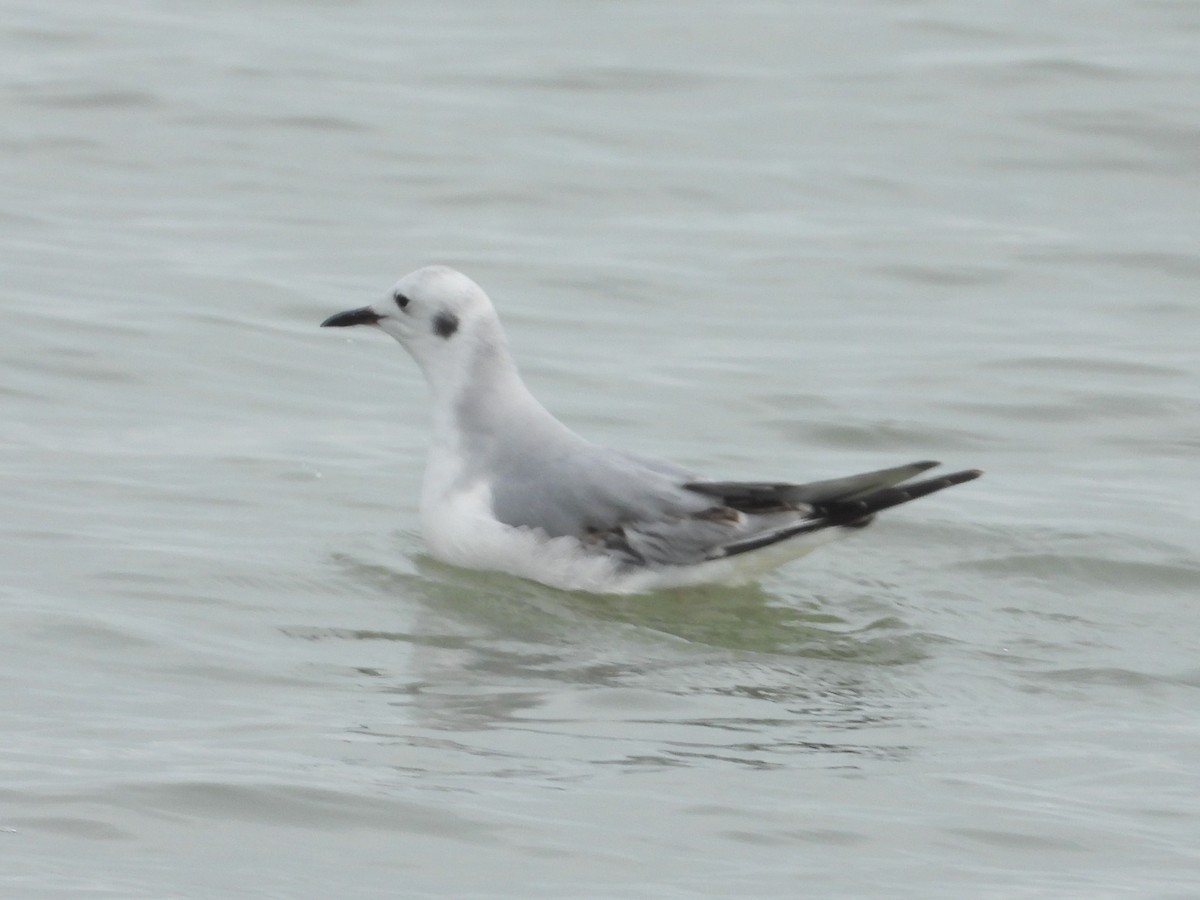 Bonaparte's Gull - ML613982147