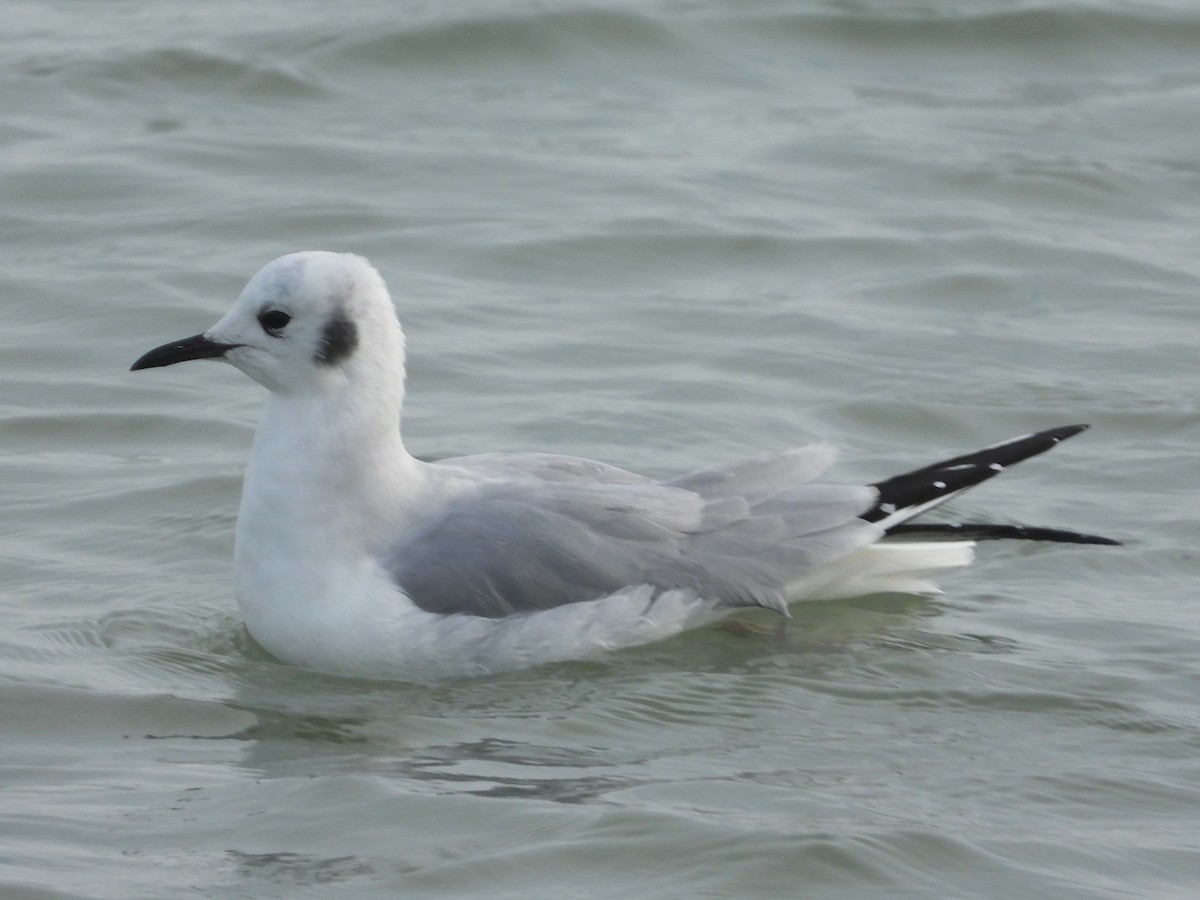 Bonaparte's Gull - ML613982148