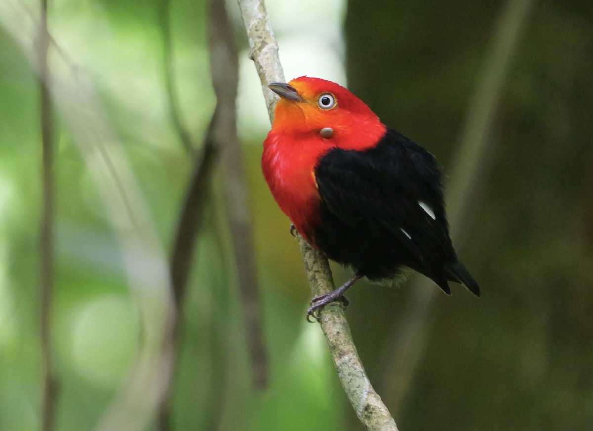 Crimson-hooded Manakin - ML613982176