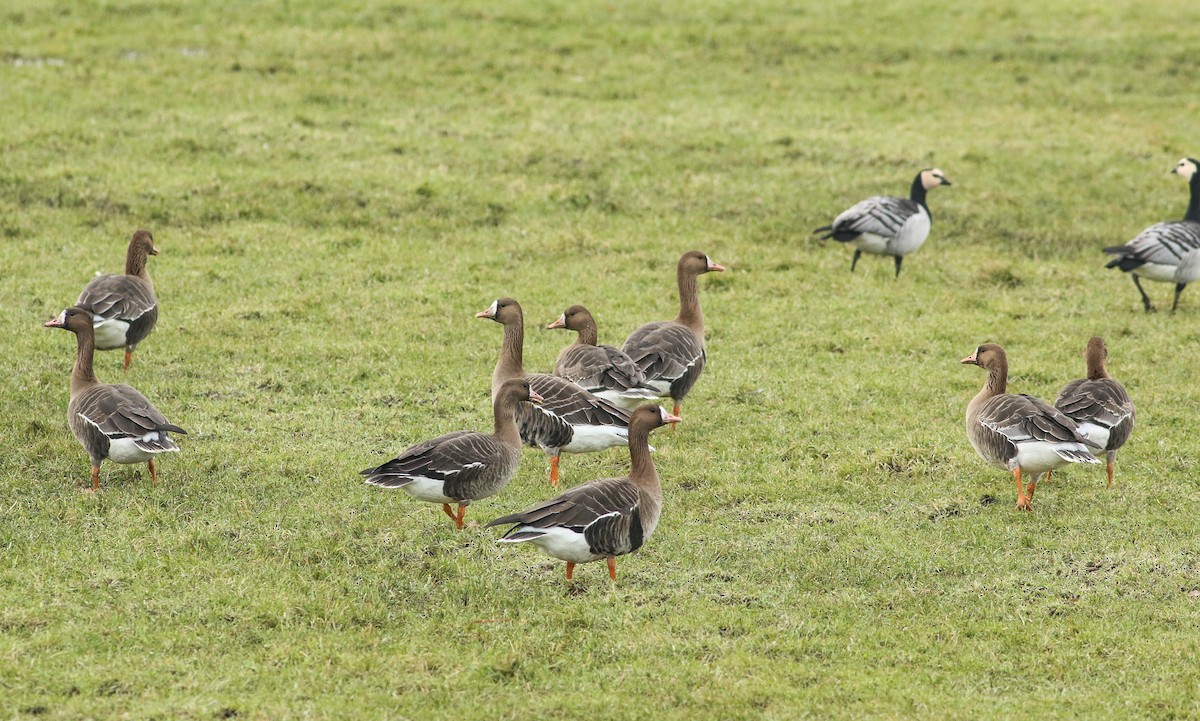 Greater White-fronted Goose - ML613982188