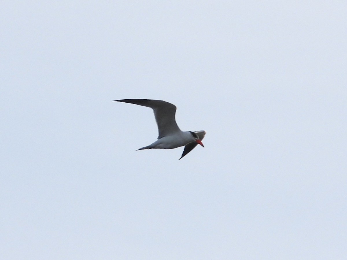 Caspian Tern - Scott Stolz