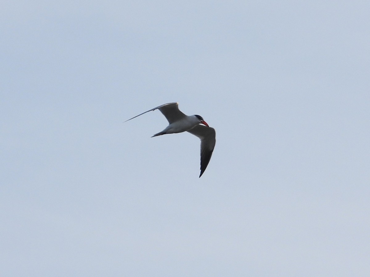 Caspian Tern - ML613982209