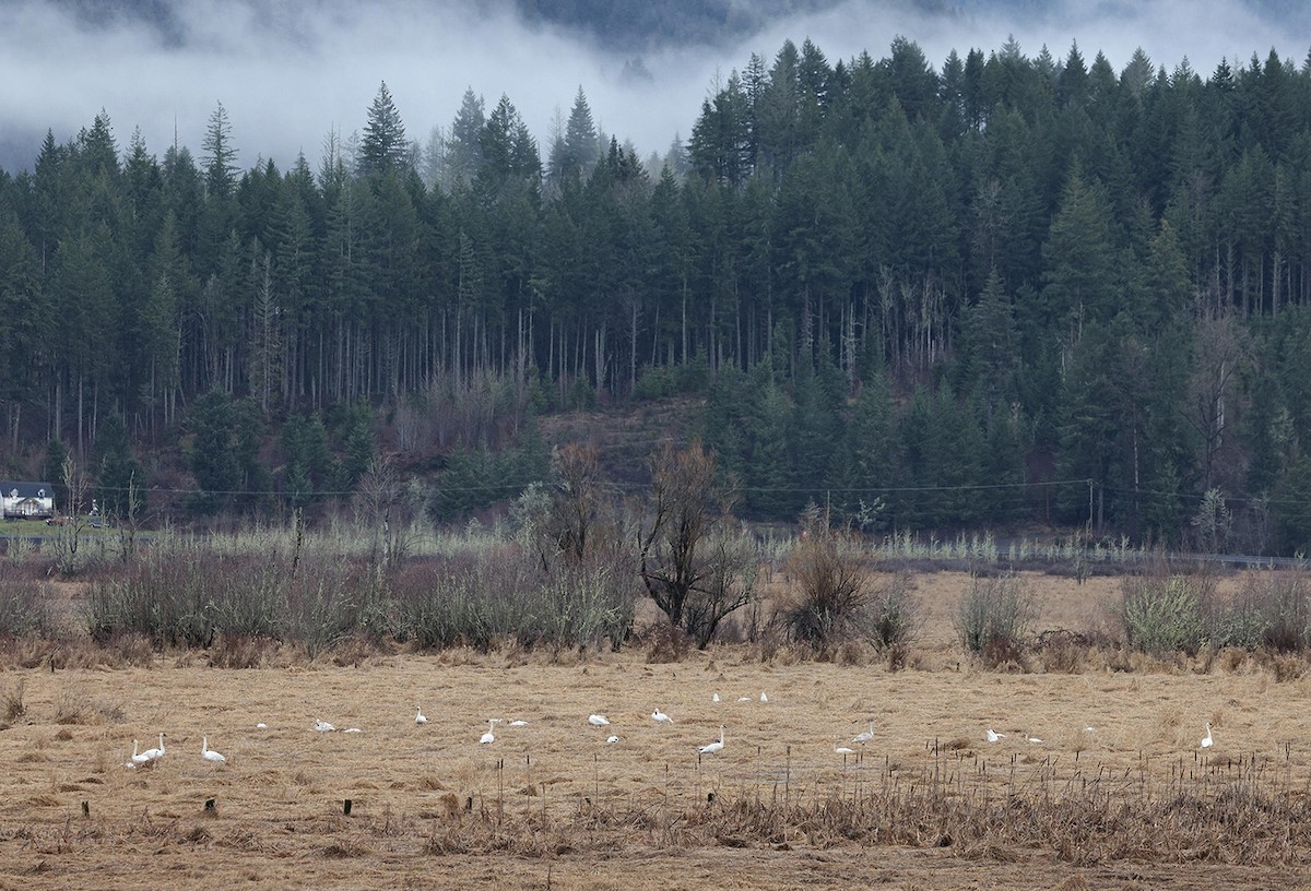 Trumpeter Swan - Tom  Kogut