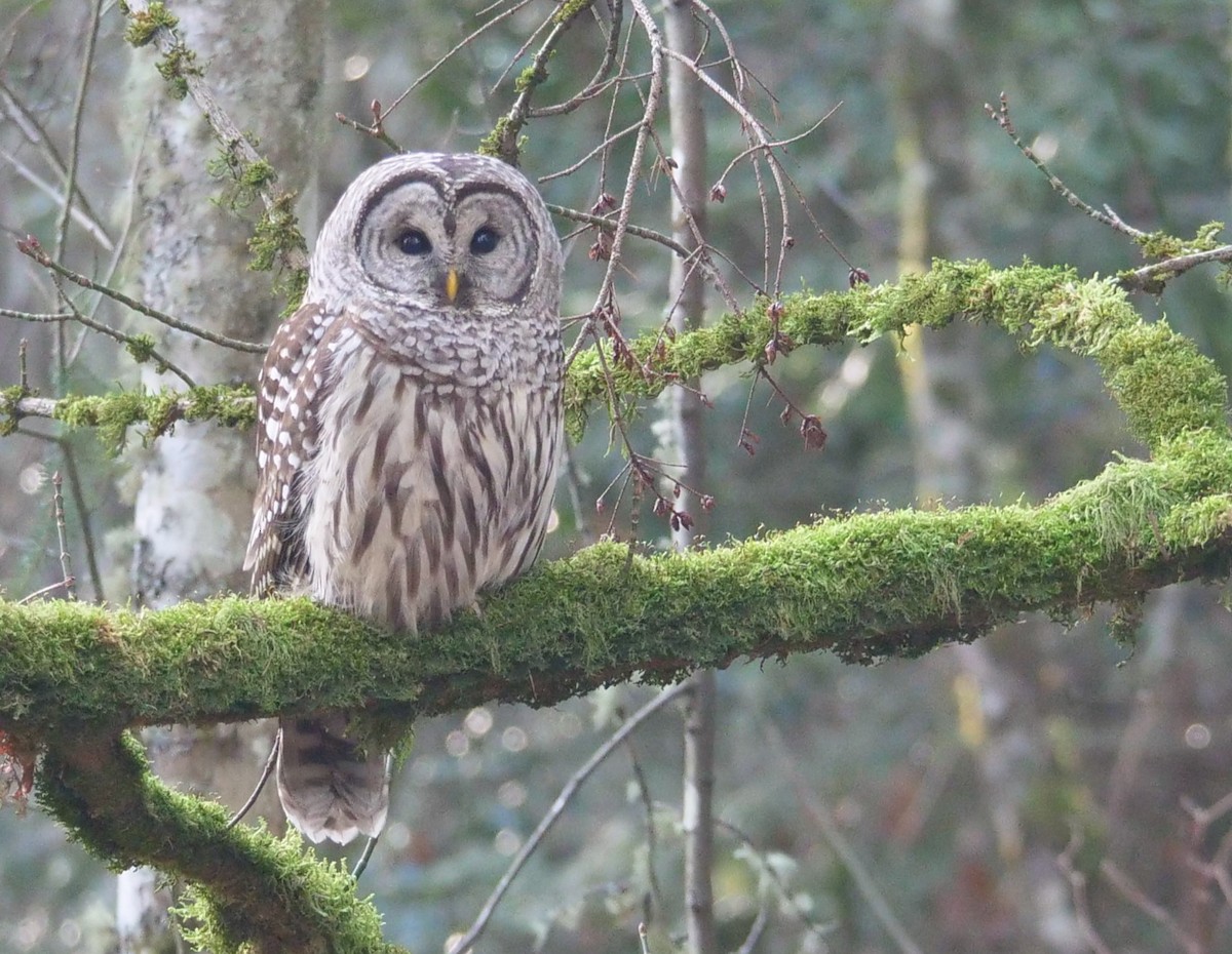 Barred Owl - ML613982263