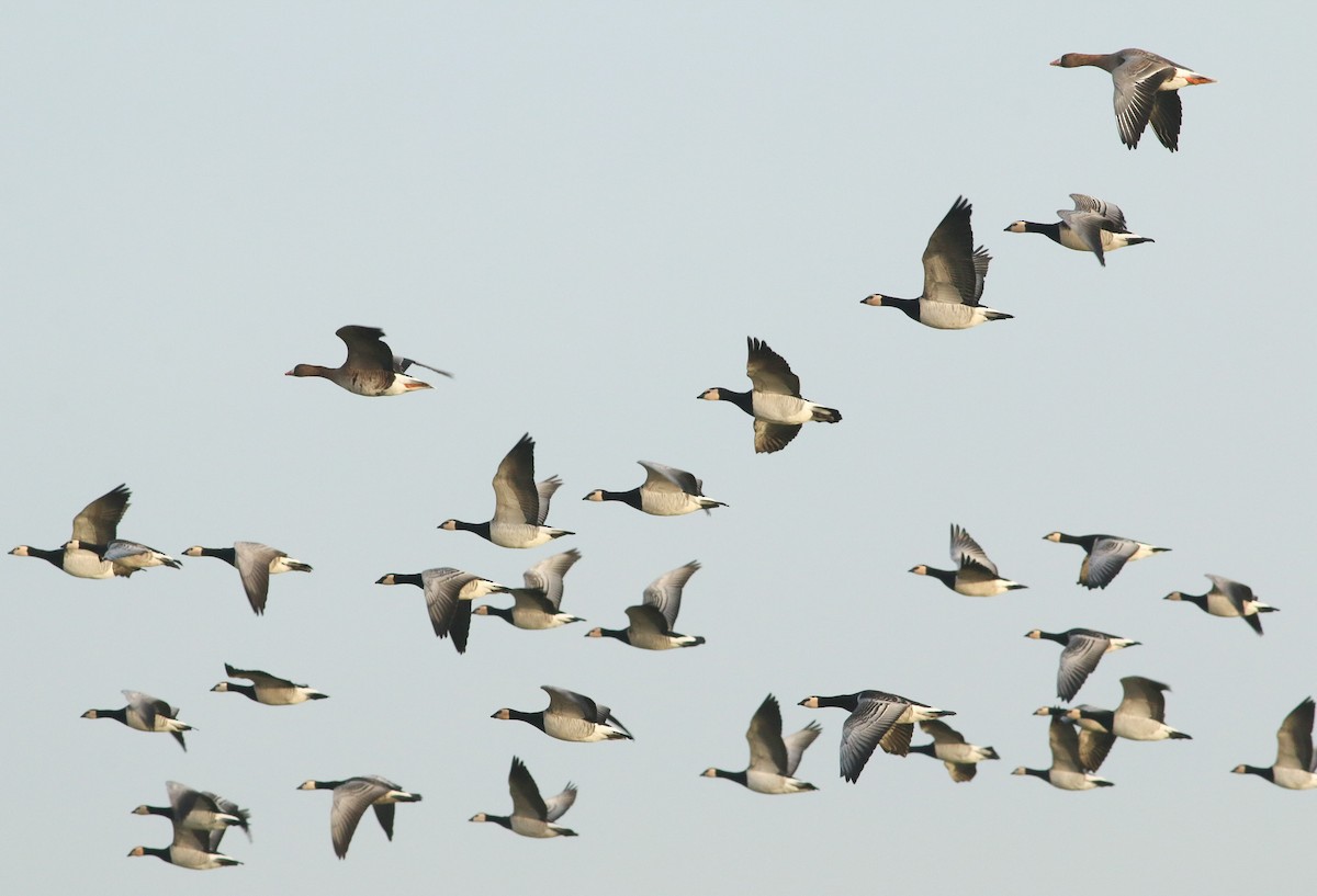 Barnacle Goose - Daan van der Hoeven