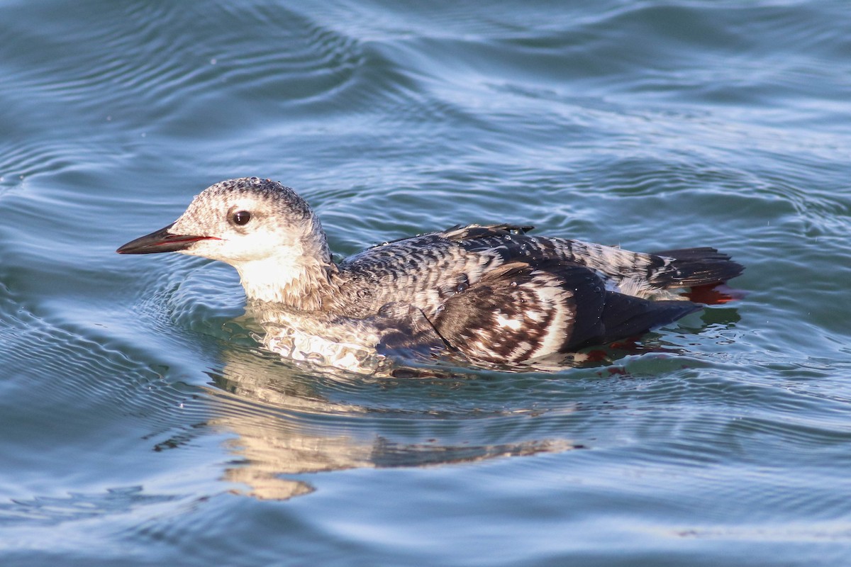 Black Guillemot - Andrew Marden