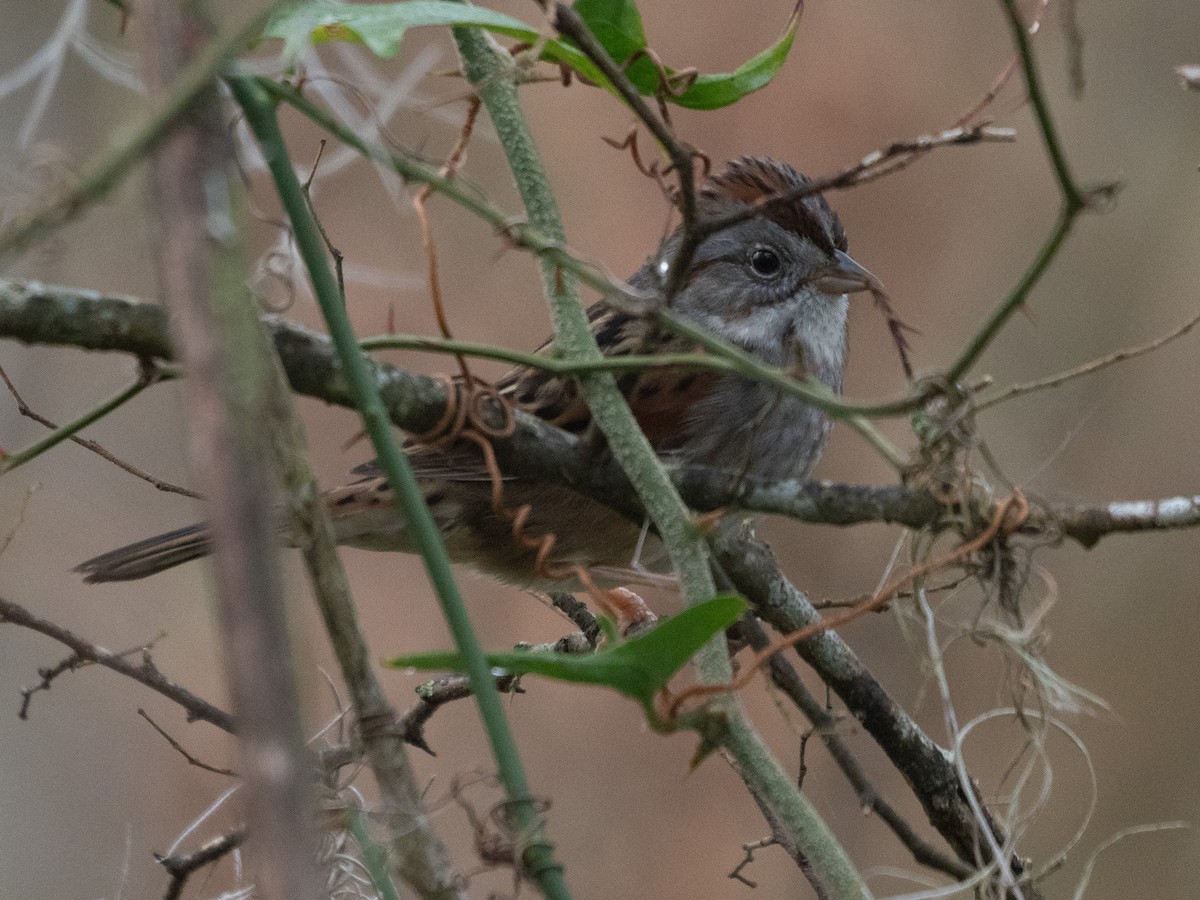 Swamp Sparrow - ML613982406