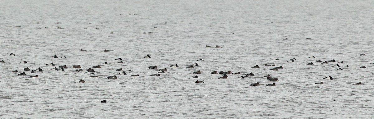 Greater Scaup - ML613982428
