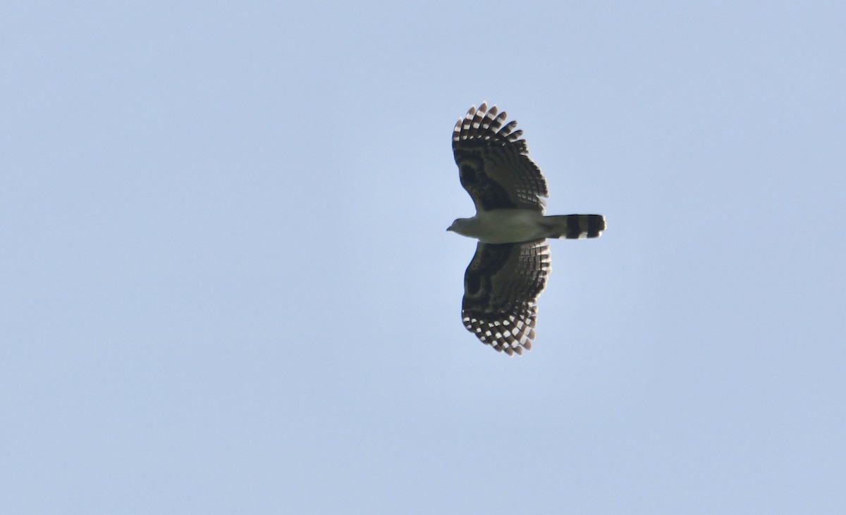 Gray-headed Kite - ML613982459