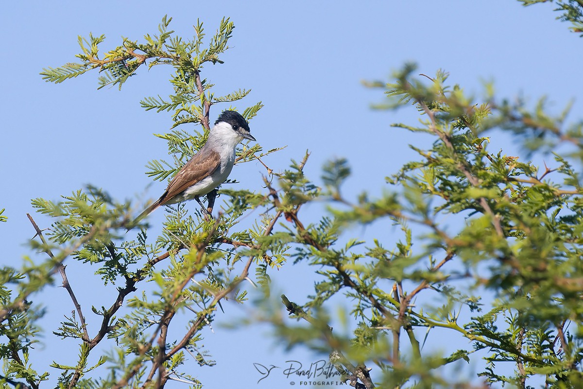 White-naped Xenopsaris - ML613982651