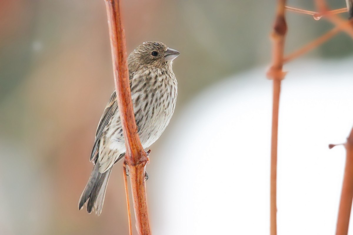 House Finch - ML613982656