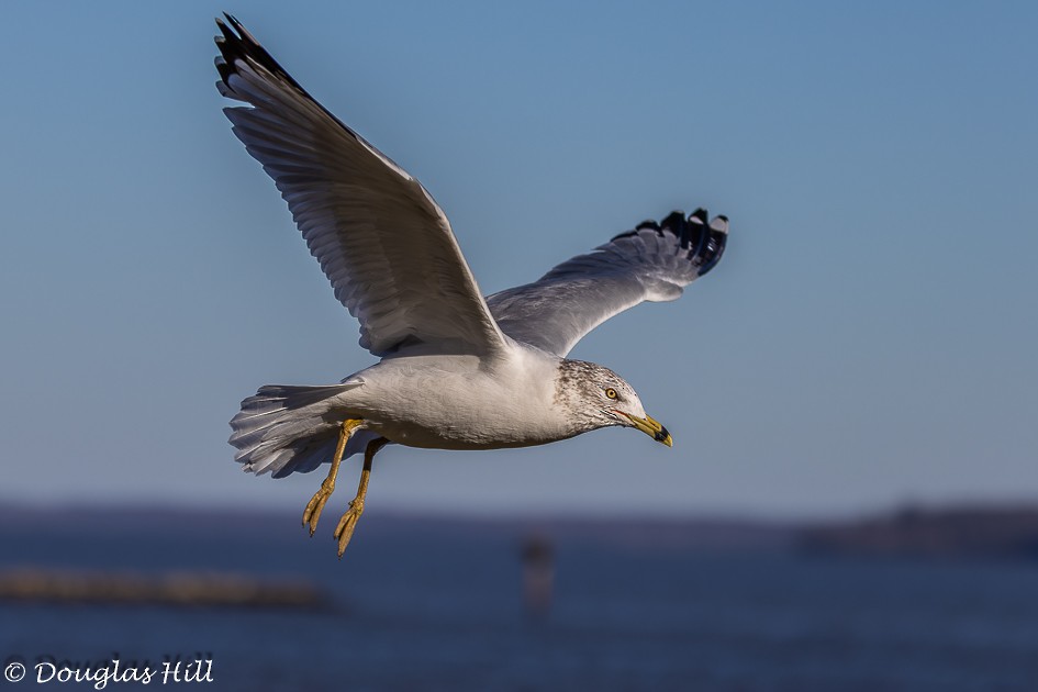 Ring-billed Gull - ML613982676