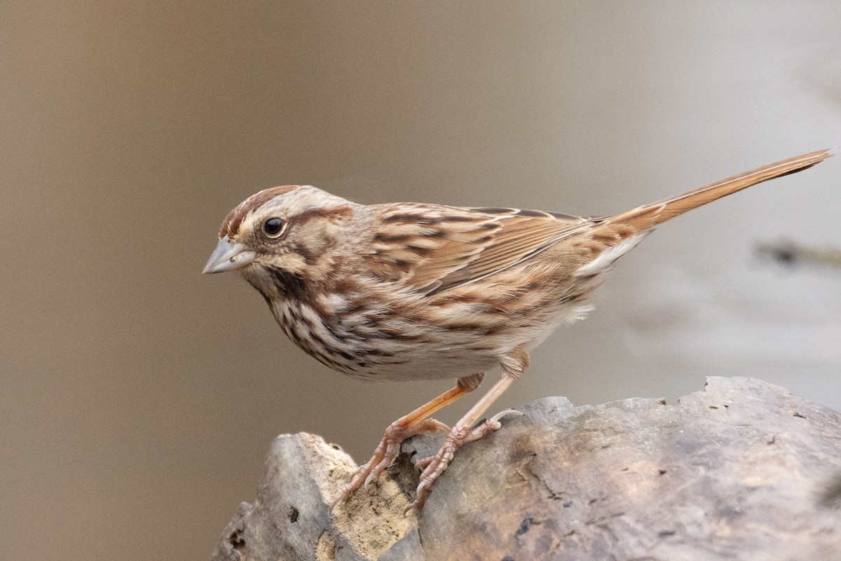 Song Sparrow - ML613982760