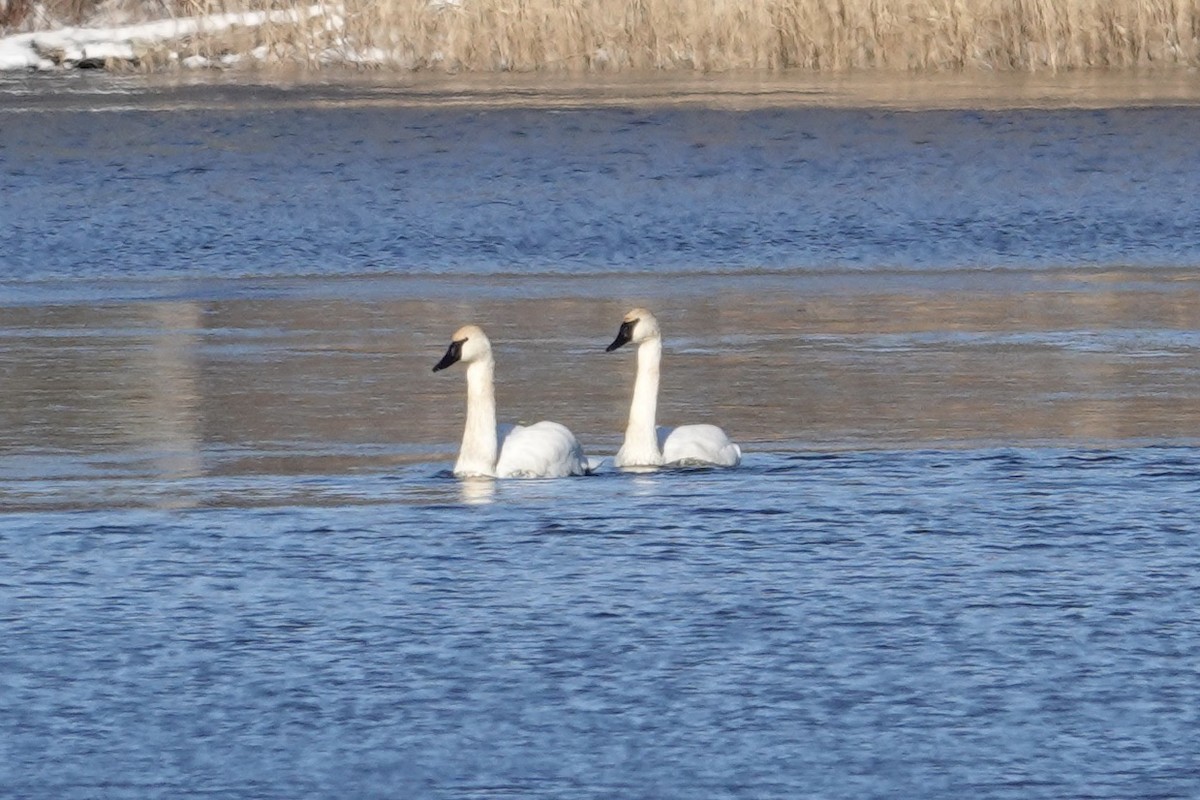 Trumpeter Swan - Bonnie Hart