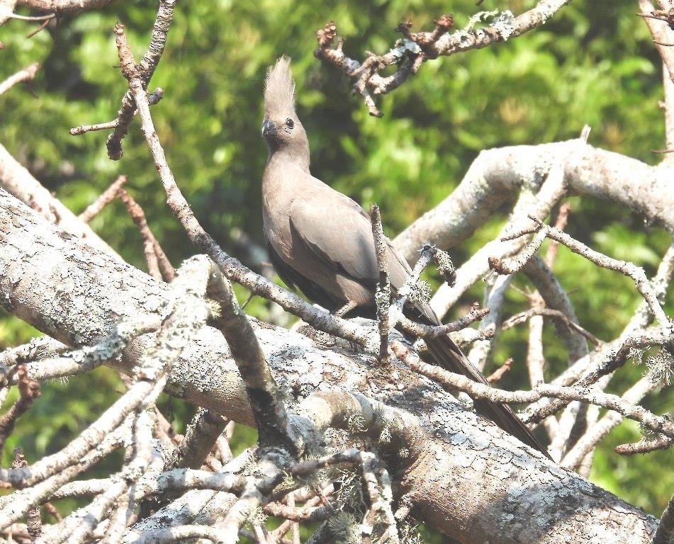 Turaco Unicolor - ML613982831